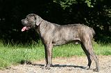 CANE CORSO 1024